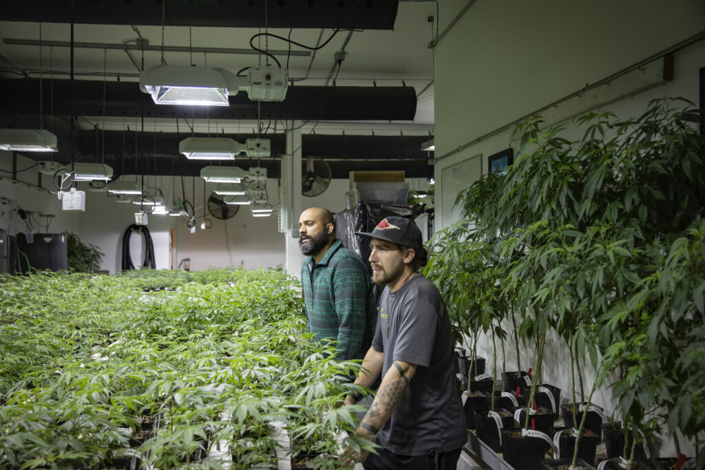 Employees in cannabis grow house